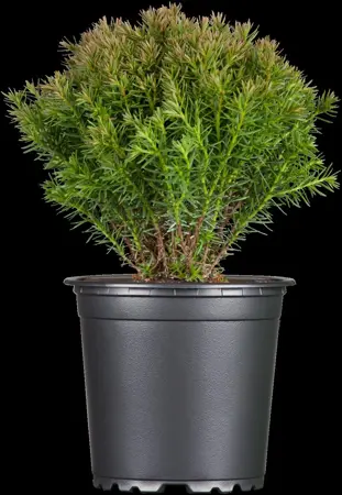 Thuja occ. 'Teddy' - PLUG/CELGROWN 144 CEL TRAY - image 4