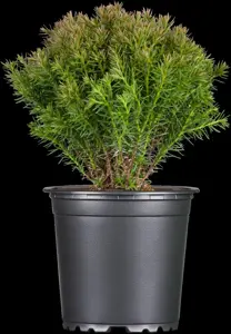 Thuja occ. 'Teddy' - PLUG/CELGROWN 144 CEL TRAY - image 4