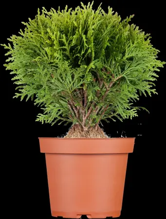 Thuja occ. 'Teddy' - PLUG/CELGROWN 144 CEL TRAY - image 5