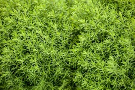 Thuja occ. 'Teddy' - 20-25 CM C3 - image 2