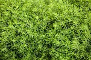 Thuja occ. 'Teddy' - 20-25 CM C3 - image 2