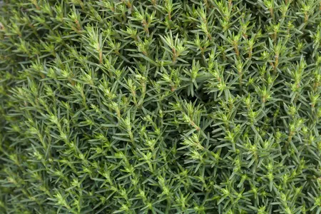 Thuja occ. 'Teddy' - 20-25 CM C3 - image 4