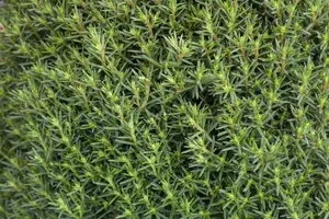 Thuja occ. 'Teddy' - 20-25 CM C3 - image 4