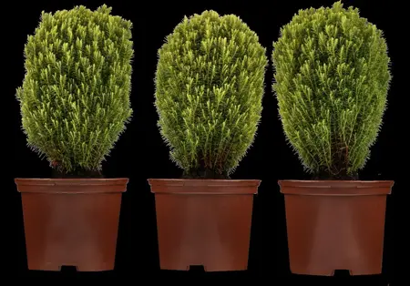 Thuja occ. 'Teddy' - PLUG/CELGROWN 144 CEL TRAY - image 3