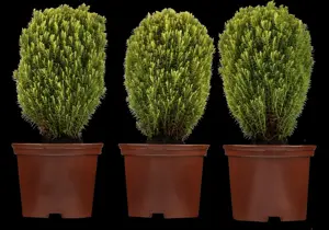 Thuja occ. 'Teddy' - PLUG/CELGROWN 144 CEL TRAY - image 3