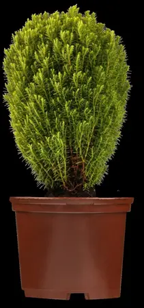 Thuja occ. 'Teddy' - PLUG/CELGROWN 144 CEL TRAY - image 2