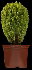 Thuja occ. 'Teddy' - PLUG/CELGROWN 144 CEL TRAY - image 2