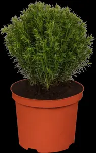 Thuja occ. 'Teddy'