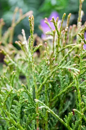 Thuja occ. 'Tiny Tim' - 30-40 CM RB - image 4