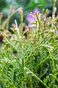 Thuja occ. 'Tiny Tim' - 30-40 CM RB - image 4