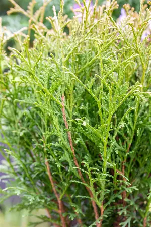 Thuja occ. 'Tiny Tim' - 30-40 CM RB - image 3