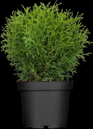 Thuja occ. 'Tiny Tim' - PLUG/CELGROWN 144 CEL TRAY - image 1