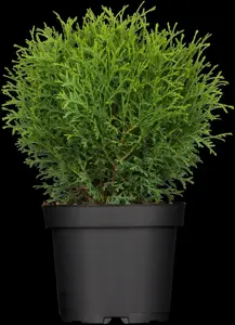 Thuja occ. 'Tiny Tim'