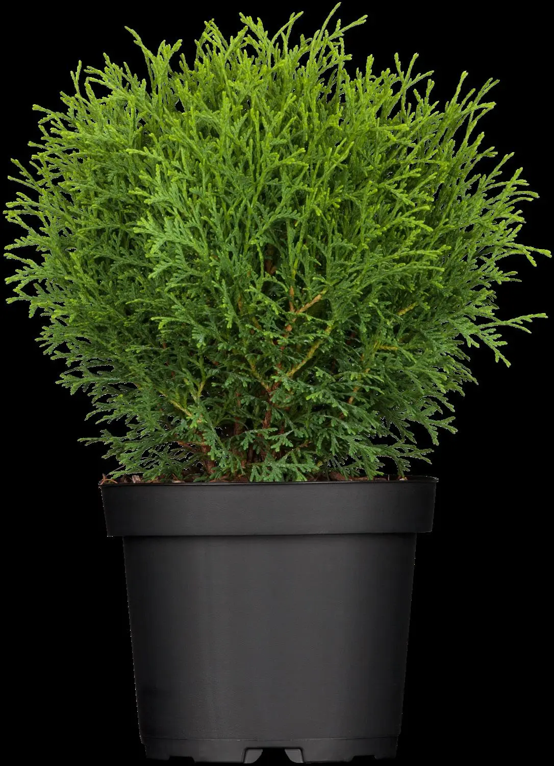 Thuja occ. 'Tiny Tim' - 25-30 CM C3