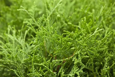 Thuja occ. 'Tiny Tim' - PLUG/CELGROWN 144 CEL TRAY - image 3