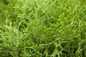 Thuja occ. 'Tiny Tim' - PLUG/CELGROWN 144 CEL TRAY - image 3