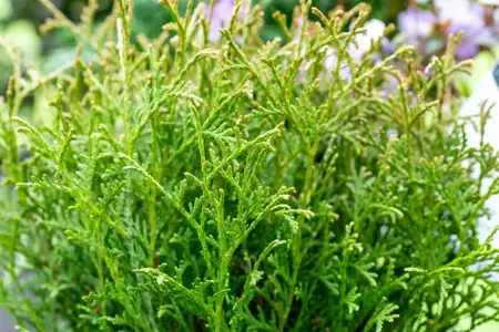 Thuja occ. 'Tiny Tim' - PLUG/CELGROWN 144 CEL TRAY - image 4