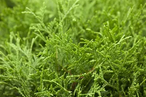Thuja occ. 'Tiny Tim' - 30-40 CM RB - image 1