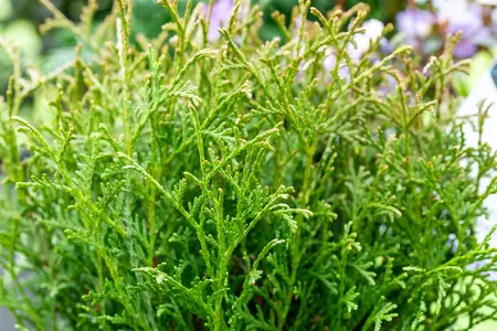 Thuja occ. 'Tiny Tim' - 30-40 CM RB - image 2