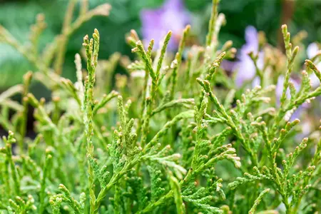 Thuja occ. 'Tiny Tim' - 30-40 CM RB - image 5