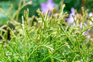 Thuja occ. 'Tiny Tim' - 30-40 CM RB - image 5