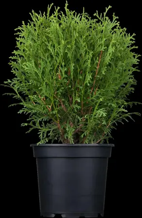 Thuja occ. 'Tiny Tim' - PLUG/CELGROWN 144 CEL TRAY - image 2