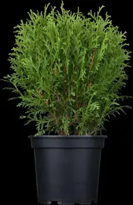 Thuja occ. 'Tiny Tim' - 3 Ltr pot - image 2