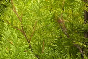 Thuja occ. 'Yellow Ribbon' - 2 Ltr pot - image 4