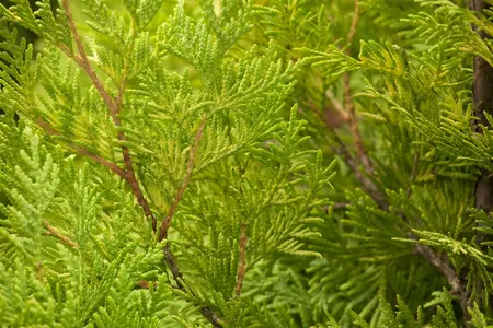 Thuja occ. 'Yellow Ribbon' - PON PON 175-200 CM C110 