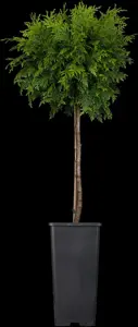 Thuja occ. 'Yellow Ribbon' - 2 Ltr pot - image 3