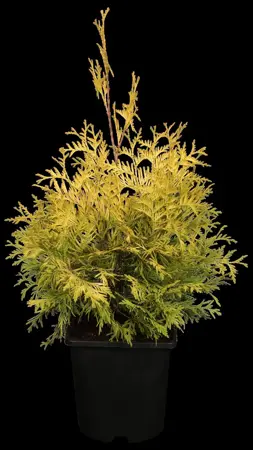 Thuja occ. 'Yellow Ribbon' - 2 Ltr pot - image 1