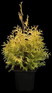 Thuja occ. 'Yellow Ribbon'