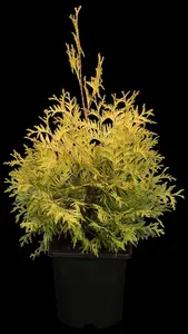 Thuja occ. 'Yellow Ribbon' - 40-50 CM C3 - image 4