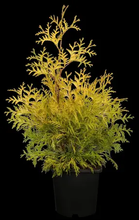 Thuja occ. 'Yellow Ribbon' - 2 Ltr pot - image 2