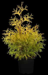 Thuja occ. 'Yellow Ribbon' - 2 Ltr pot - image 2