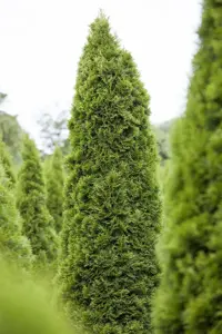 Thuja occ. 'Zmatlik'
