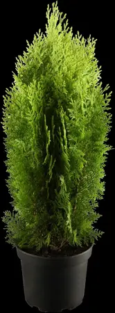 Thuja orientalis 'Aurea Nana' - 3 Ltr pot - image 1