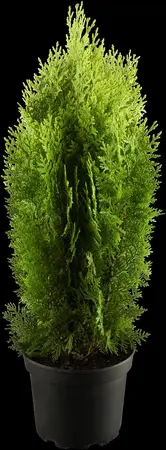 Thuja orientalis 'Aurea Nana' - 25-30 CM C2 - image 1