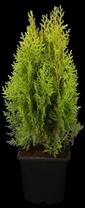 Thuja orientalis 'Aurea Nana' - 20-25 CM C2 - image 2
