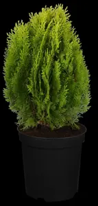 Thuja orientalis 'Aurea Nana' - LINERS 28 CEL TRAY P9 SIZE - image 4