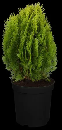 Thuja orientalis 'Aurea Nana' - 20-25 CM C2 - image 4