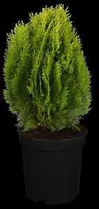 Thuja orientalis 'Aurea Nana' - 25-30 CM C2 - image 4