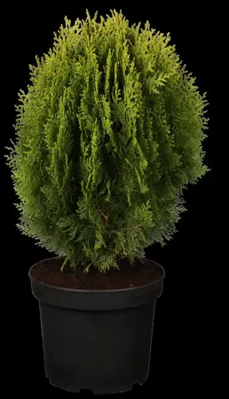 Thuja orientalis 'Aurea Nana' - 2 Ltr pot - image 3