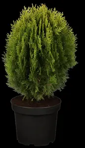 Thuja orientalis 'Aurea Nana' - 2 Ltr pot - image 3