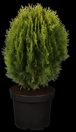 Thuja orientalis 'Aurea Nana' - 25-30 CM C2 - image 3
