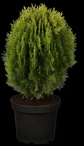 Thuja orientalis 'Aurea Nana' - 25-30 CM C2 - image 3