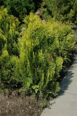 Thuja orientalis 'Aurea Nana' - 20-25 CM C2 - image 5