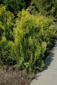 Thuja orientalis 'Aurea Nana' - 25-30 CM C2 - image 5