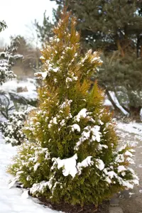 Thuja plic. '4-ever Goldy' - 80-100 CM RB - image 4