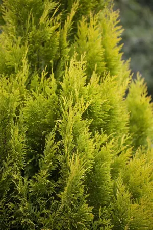 Thuja plic. '4-ever Goldy' - 80-100 CM RB - image 5